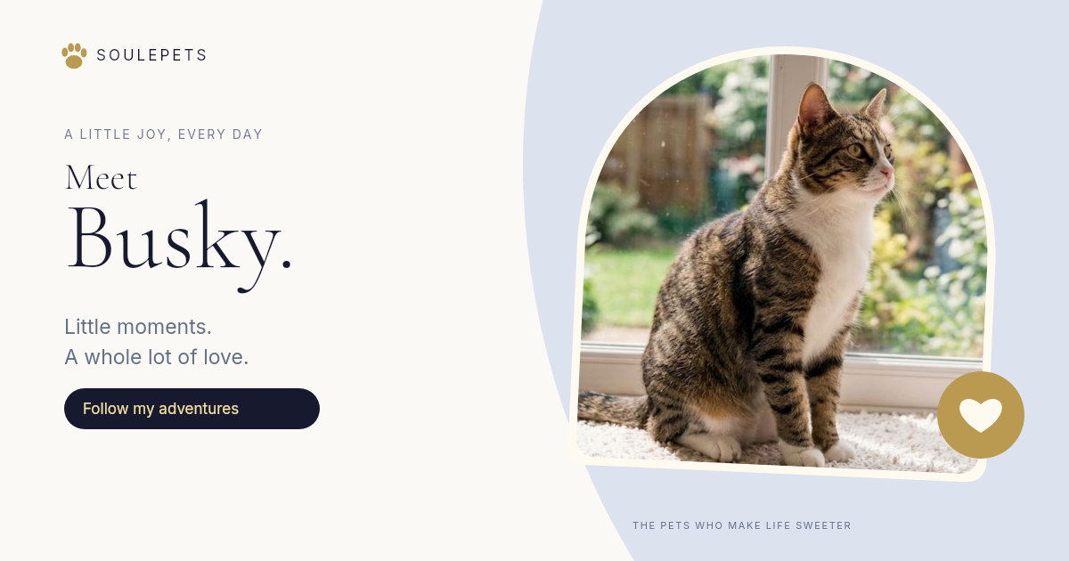 Meet Busky. Little moments. A whole lot of love. A living pet sharing card with Busky’s portrait.
